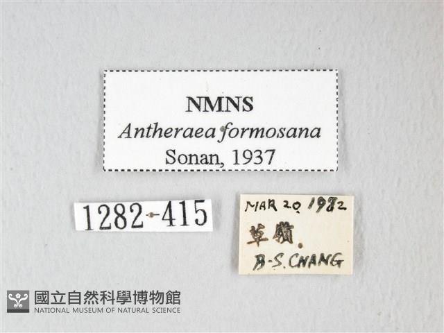 紅目天蠶蛾藏品圖，第3張