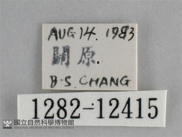 雙峰霜尺蛾藏品圖，第3張