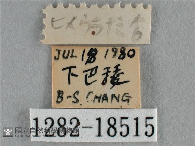 波灰蝶藏品圖，第3張