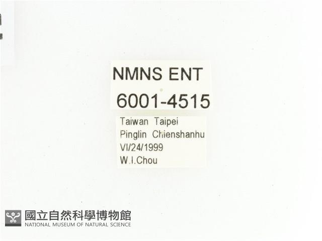 綠艷金龜藏品圖，第2張