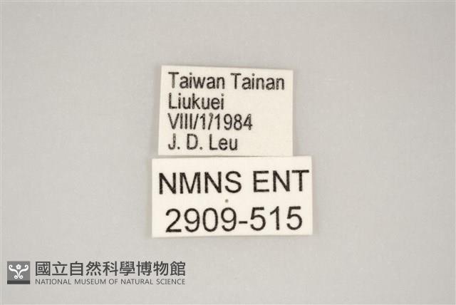 藍灰蝶沖繩亞種藏品圖，第3張