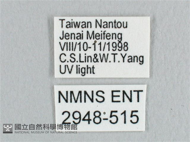 銀端帶鉤蛾藏品圖，第3張
