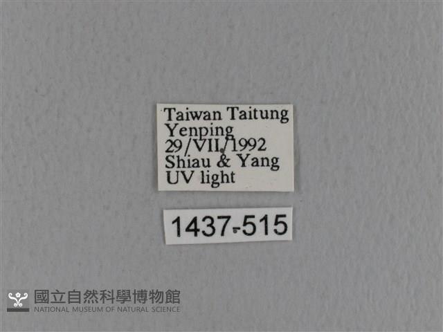 青枯葉蛾藏品圖，第3張