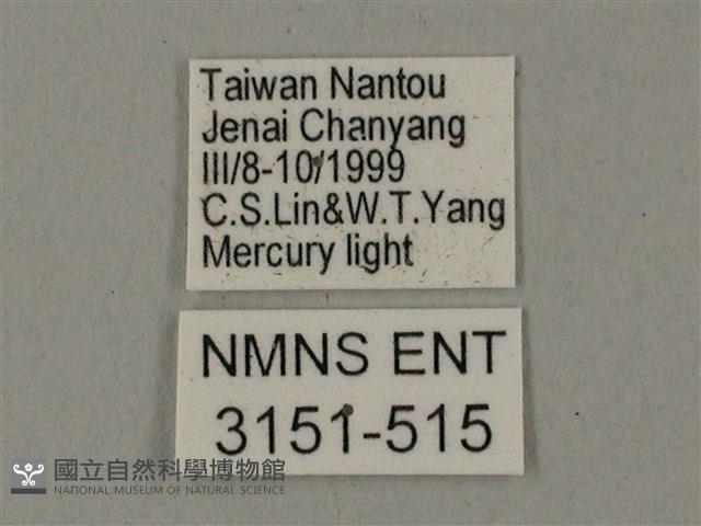 臺灣鋸翅天蛾藏品圖，第3張