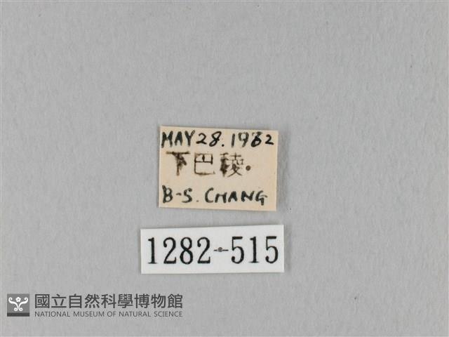 馬尾松枯葉蛾藏品圖，第3張