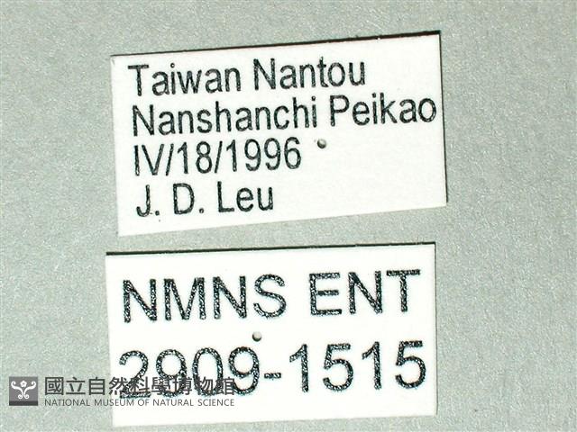 劍鳳蝶藏品圖，第3張
