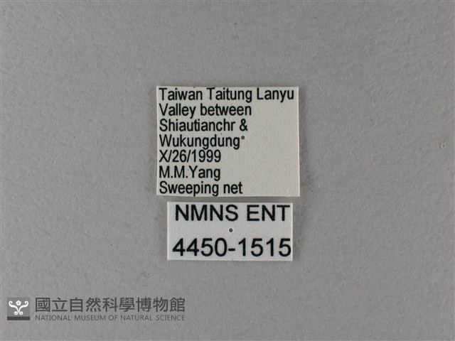 大絹斑蝶藏品圖，第3張