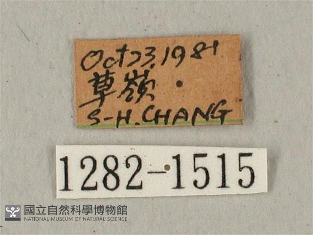 蝦殼天蛾藏品圖，第3張