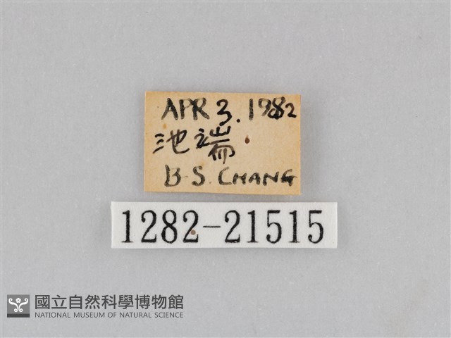 深山黛眼蝶藏品圖，第3張