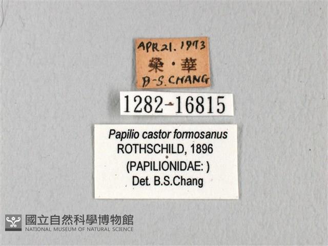 無尾白紋鳳蝶藏品圖，第3張