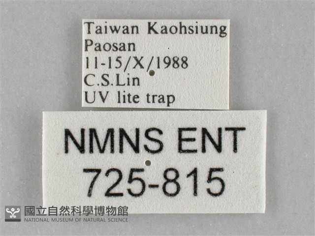 斜紋夜盜蛾藏品圖，第3張