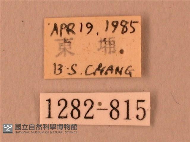 波紋豆天蛾藏品圖，第3張