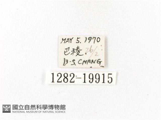 重陽木螢斑蛾藏品圖，第3張