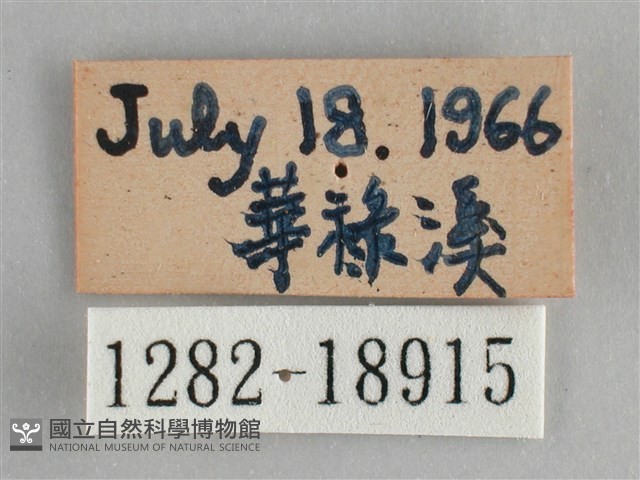 臺灣鉤粉蝶藏品圖，第3張