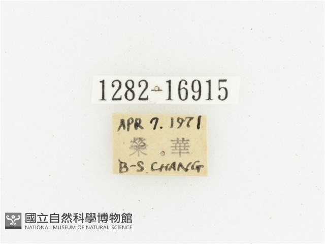 偽橫斑黑花金龜藏品圖，第2張