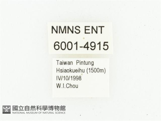 艷邊花金龜藏品圖，第2張