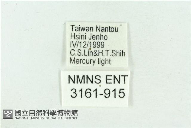 粉紅帶散紋夜蛾藏品圖，第3張