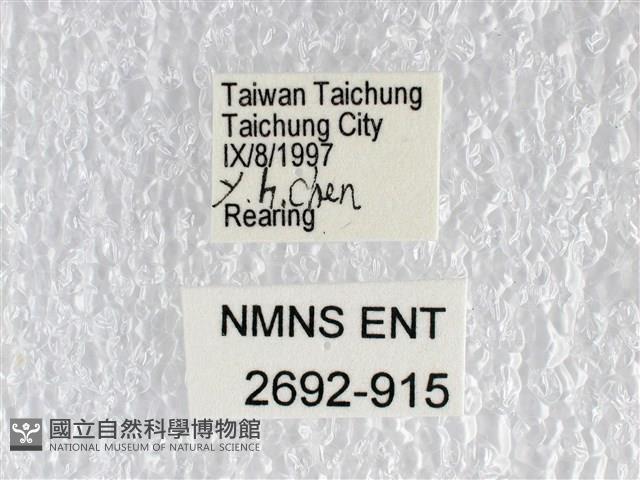 花鳳蝶、無尾鳳蝶藏品圖，第3張