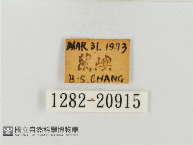 尖翅絨弄蝶藏品圖，第3張