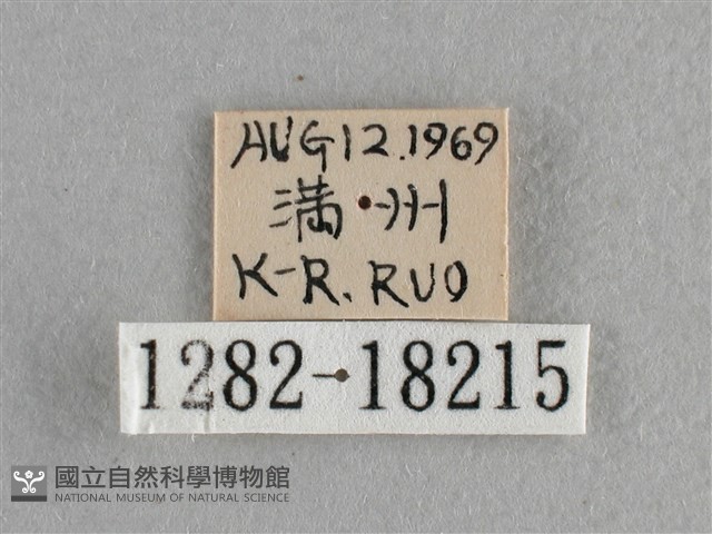 異色尖粉蝶藏品圖，第3張