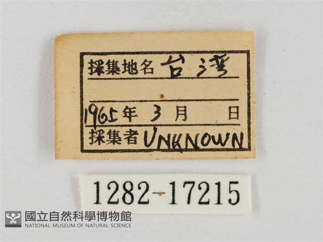 淡褐脈粉蝶藏品圖，第3張