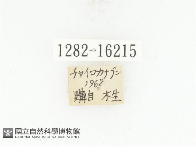 曹德褐騷金龜藏品圖，第2張