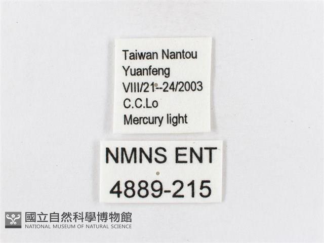 蓬萊茶斑蛾藏品圖，第3張