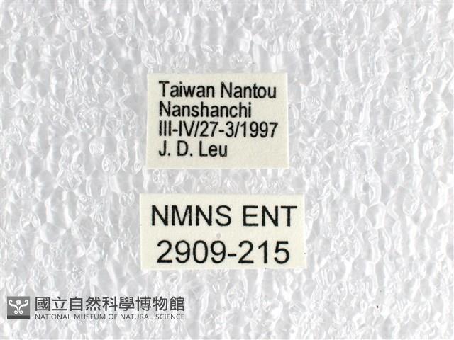 黃星斑鳳蝶藏品圖，第3張