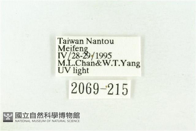 棍棒污燈蛾藏品圖，第3張