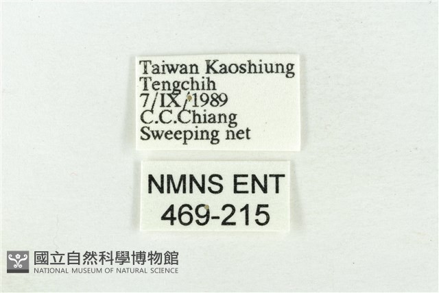 臺洒波紋蛾藏品圖，第3張