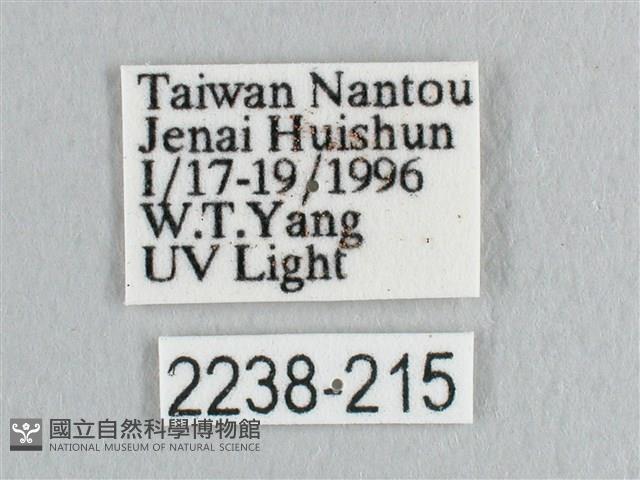 接骨木帶鉤蛾藏品圖，第3張