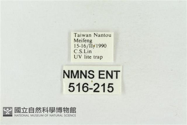 帶波紋蛾藏品圖，第3張