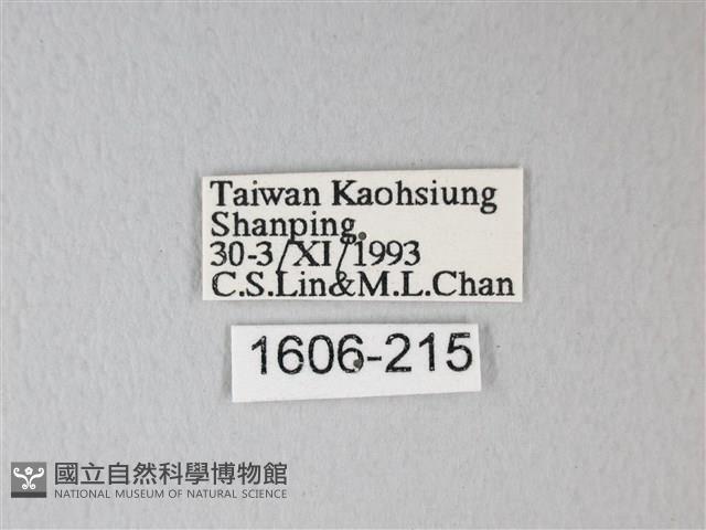 臺灣卵翅蛾藏品圖，第3張