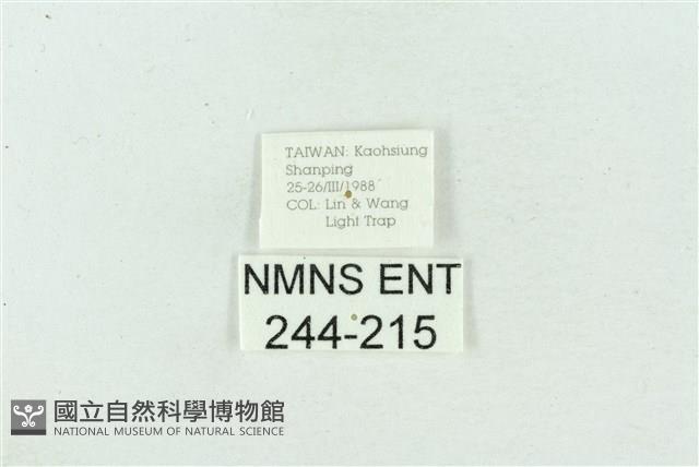 菊池污燈蛾藏品圖，第3張