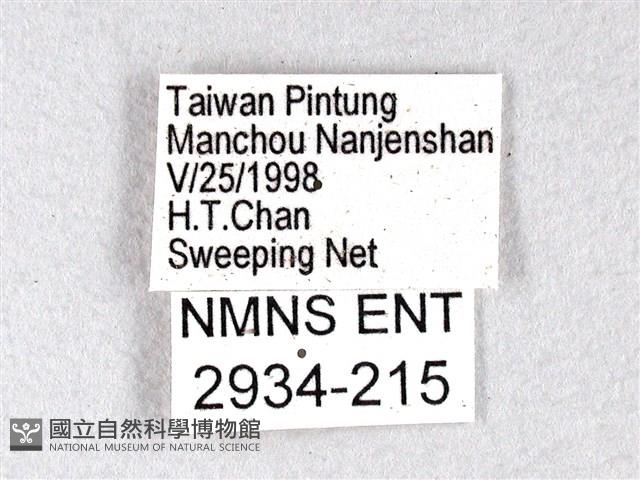 長翅弄蝶藏品圖，第3張