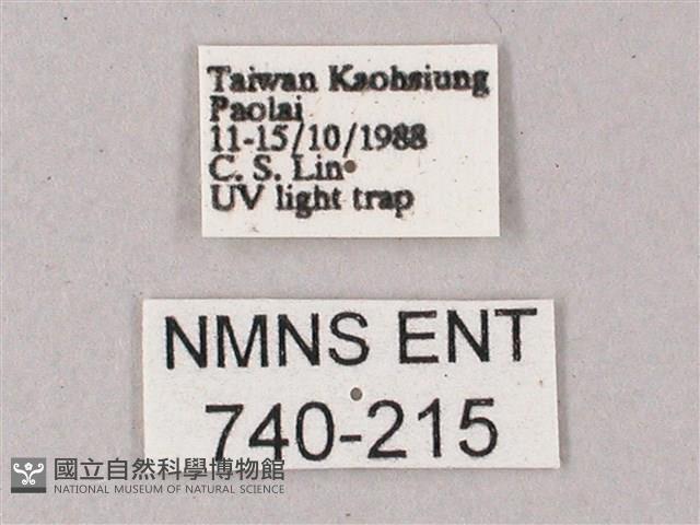 綠背斜紋天蛾藏品圖，第3張