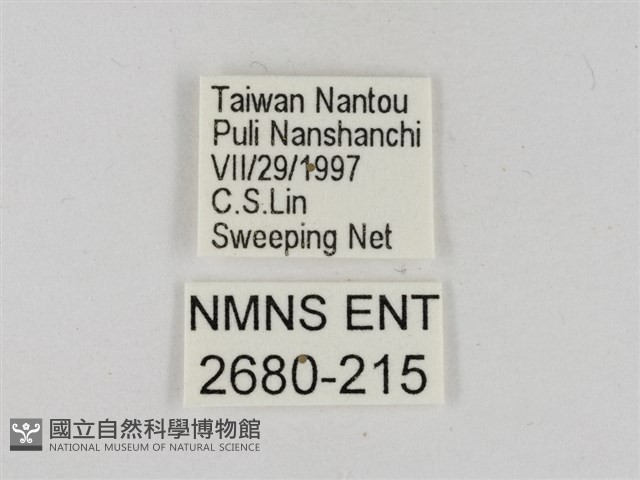 淡褐脈粉蝶藏品圖，第3張