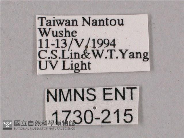 榆綠天蛾藏品圖，第3張