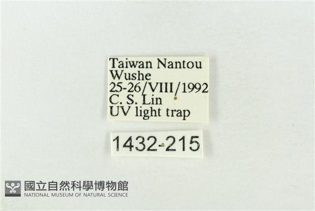 基褐綠刺蛾藏品圖，第3張