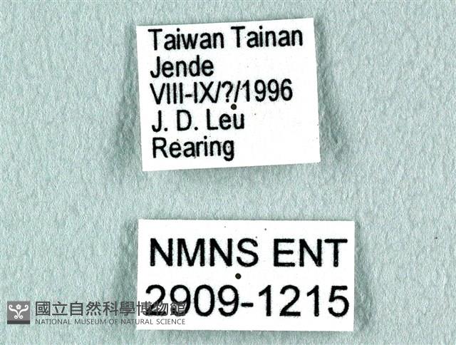 花鳳蝶、無尾鳳蝶藏品圖，第3張