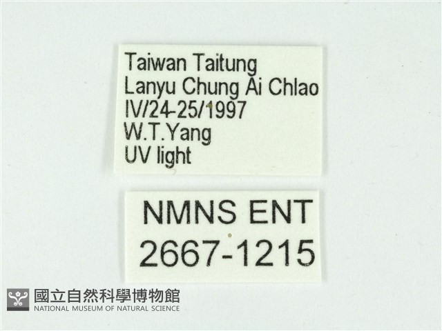 叉紋閃舞蛾藏品圖，第3張