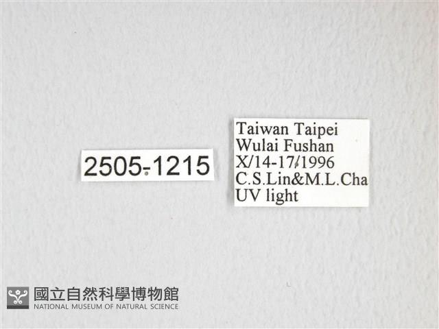 大透目天蠶蛾藏品圖，第3張