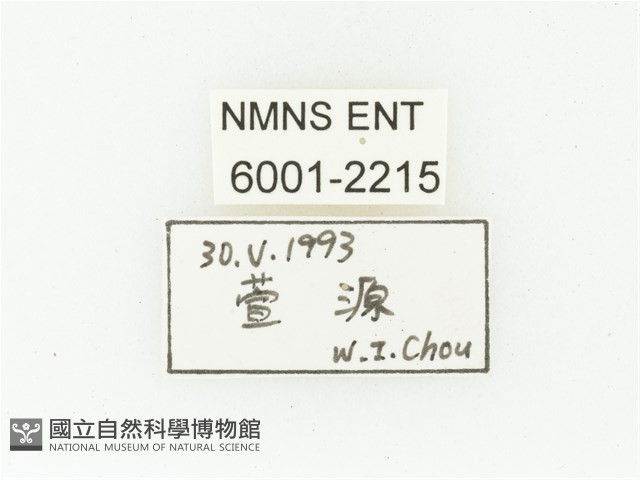 黑斑陷紋金龜藏品圖，第2張