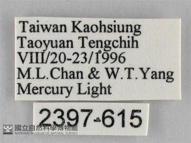 枯葉尺蛾藏品圖，第3張