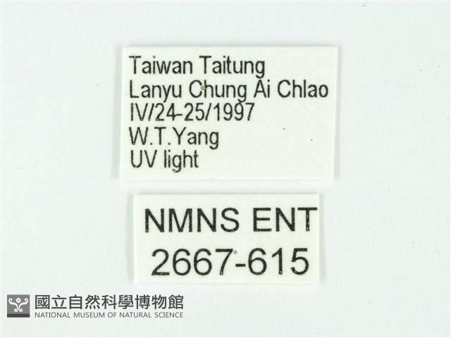 叉紋閃舞蛾藏品圖，第3張