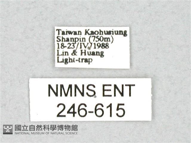 尖鋸舟蛾藏品圖，第3張