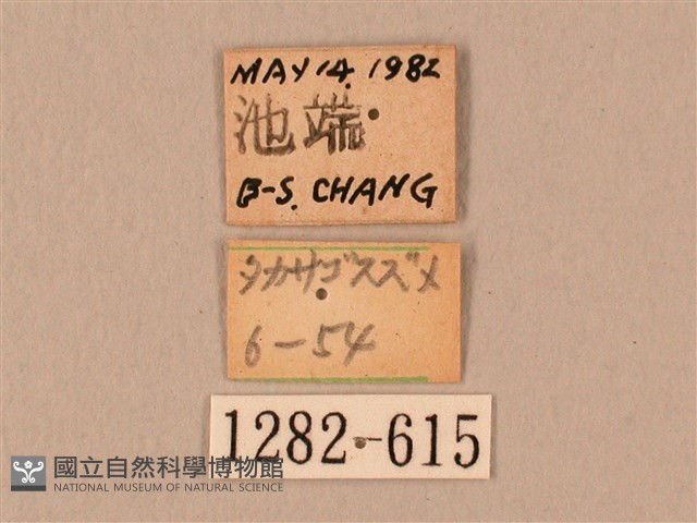 棕綠背線天蛾藏品圖，第3張