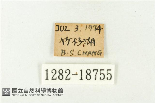 銀紋尾蜆蝶藏品圖，第3張