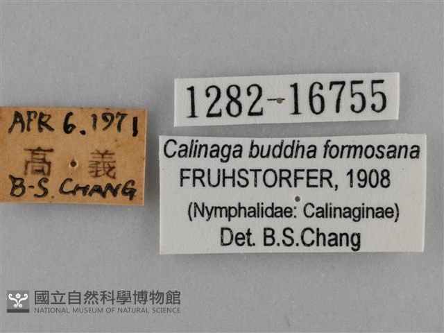 臺灣絹蛺蝶藏品圖，第3張