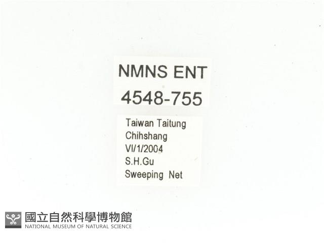 銅點花金龜藏品圖，第2張